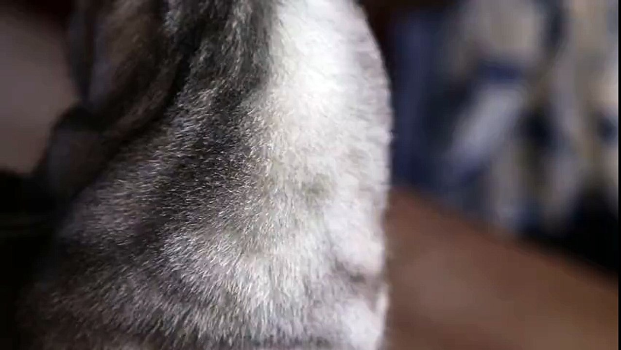 Silver Cat Handheld
