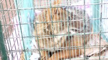 Tedavi Edilen Kızıl Akbaba ve Çakal Doğaya Salındı - Burdur