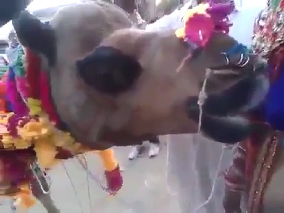 Funny Camel