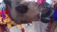 Funny Camel