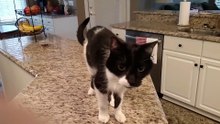 Cat has a crazy deep meow 2