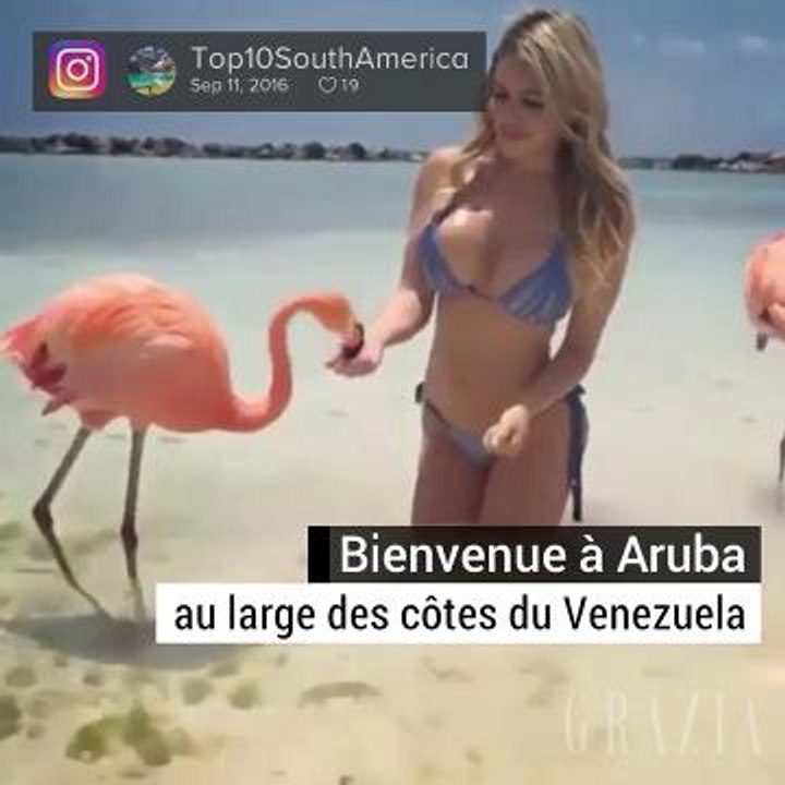 Les flamands roses d'Aruba