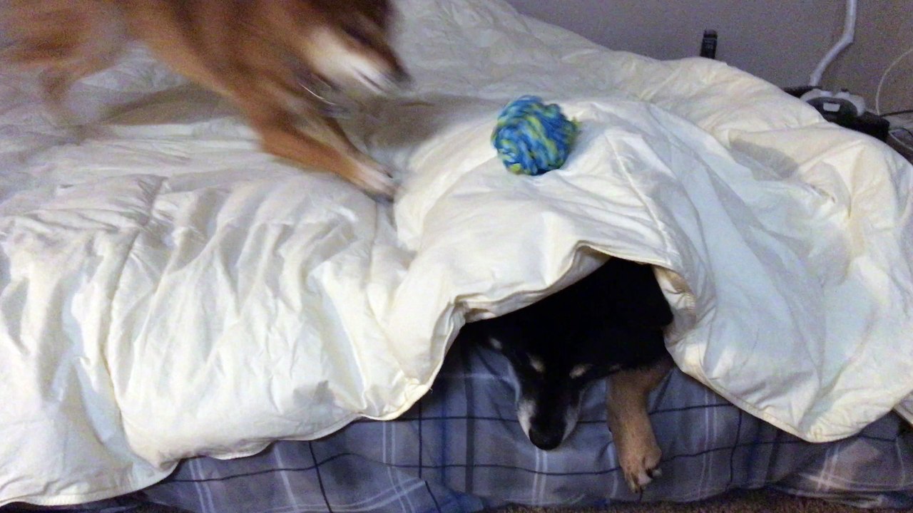 Shiba Showdown