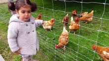 Twins and chickens
