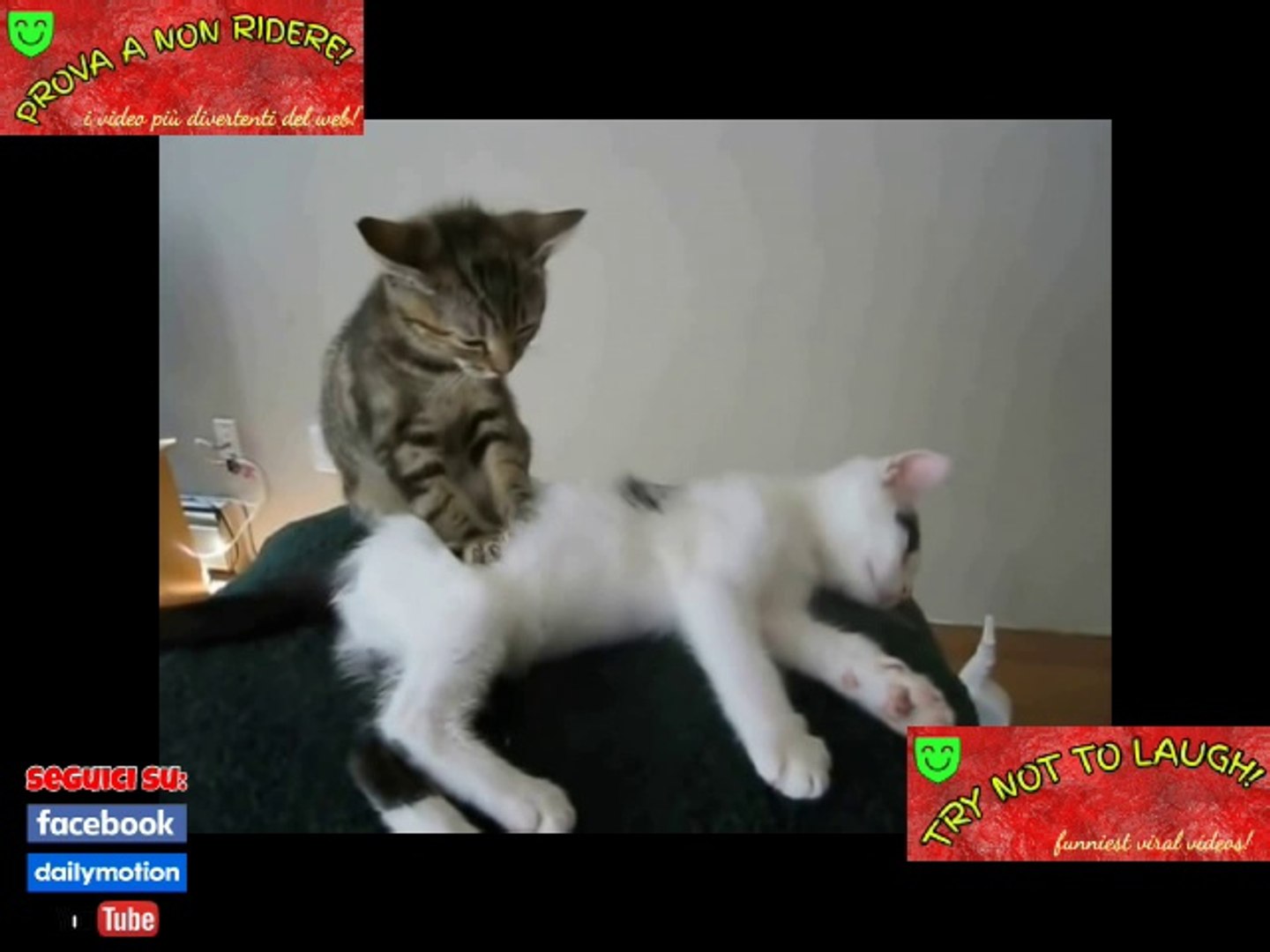 le migliori scene di gatti che fanno ridere - PROVA A NON RIDERE - Video  Dailymotion