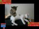 le migliori scene di gatti che fanno ridere - PROVA A NON RIDERE