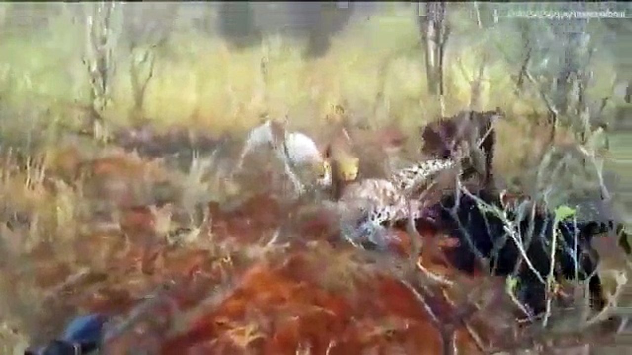 Momenti kur leopardi sulmohet nga kater qen