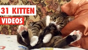 31 Cute Cats | Funny Cat Video Compilation 2017