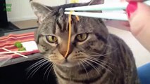 Funny Bread Cat Videos Czxzxwwewe45454