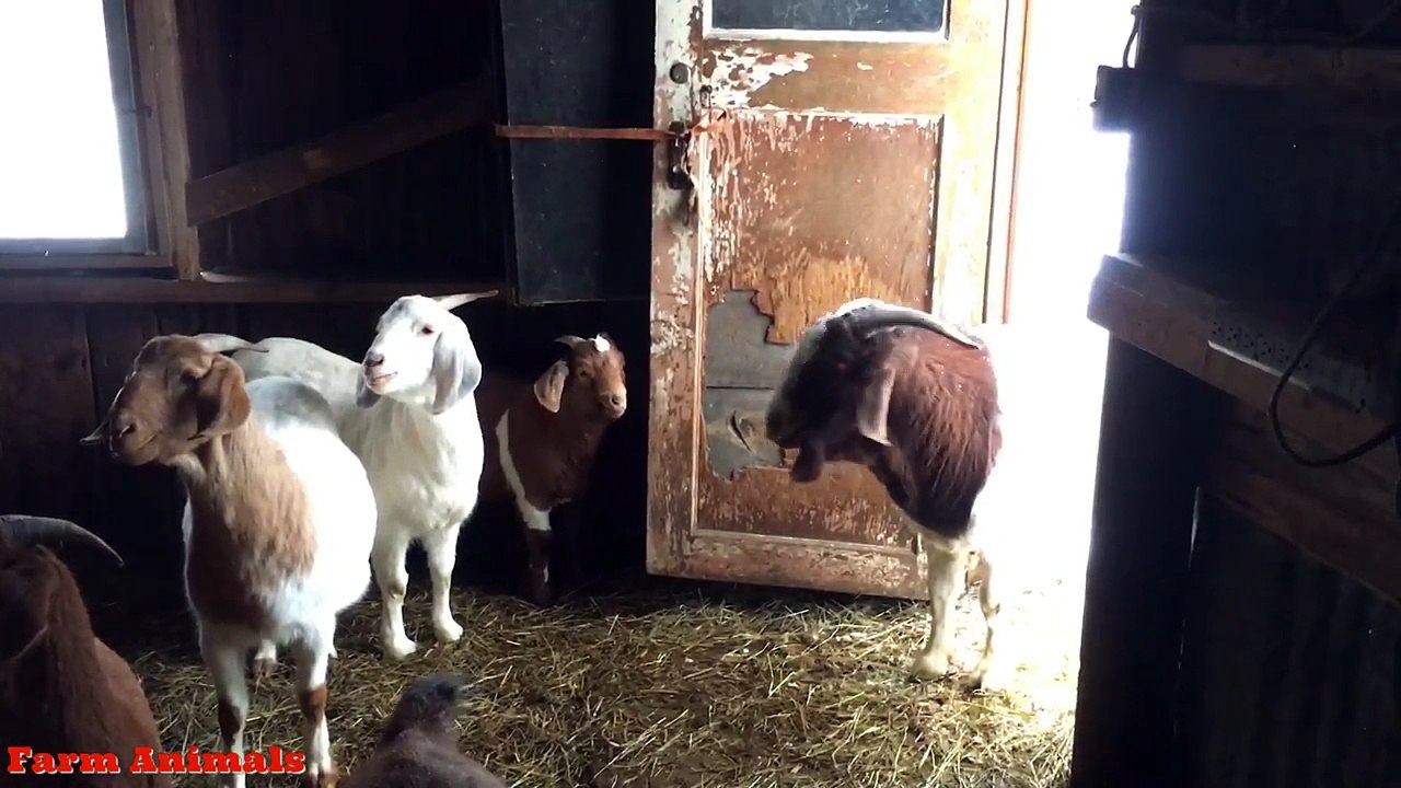 Funny Screaming Goat Ollie - A Yelling Goats Video