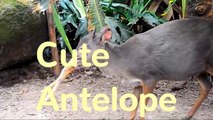 Cutest Antelope 'Horse' -  das niedlichste '