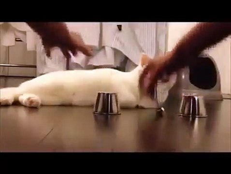 Very smart Intelligent Cat!!!