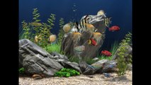 Dream Aquarium - Screensaver