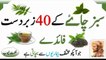 green tea benefits green benefits in urdu hindi green tea ke fayde green tea ke fai
