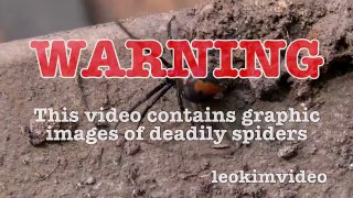 Deadly Redback Spider & Brown Recluse Spider Vs Rexona Flamethrower (Warning Scary Video)-LW9sHo