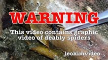 Scary Redback Spider Infestation Found I Need A NUKE-exNxo