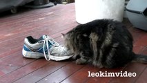 Fluffy Pussy Cat Loves Stinking Shoe  ❤️ -3qI