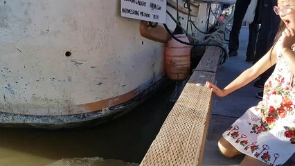 Une otarie happe une fillette