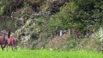 Grands cerf en Forêt !