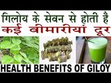 गिलोय का सेवन करता है कई बीमारीयों का इलाज |Health Benefits Of Giloy In Hindi |Giloy Ke Fayde