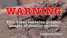 Deadly Redback Spider & Brown Recluse Spider Vs Rexona Flamethrower (Warning Scary Video)-LW