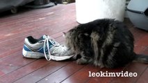 Fluffy Pussy Cat Loves Stinking Shoe  ❤️ -3qIzTmwX