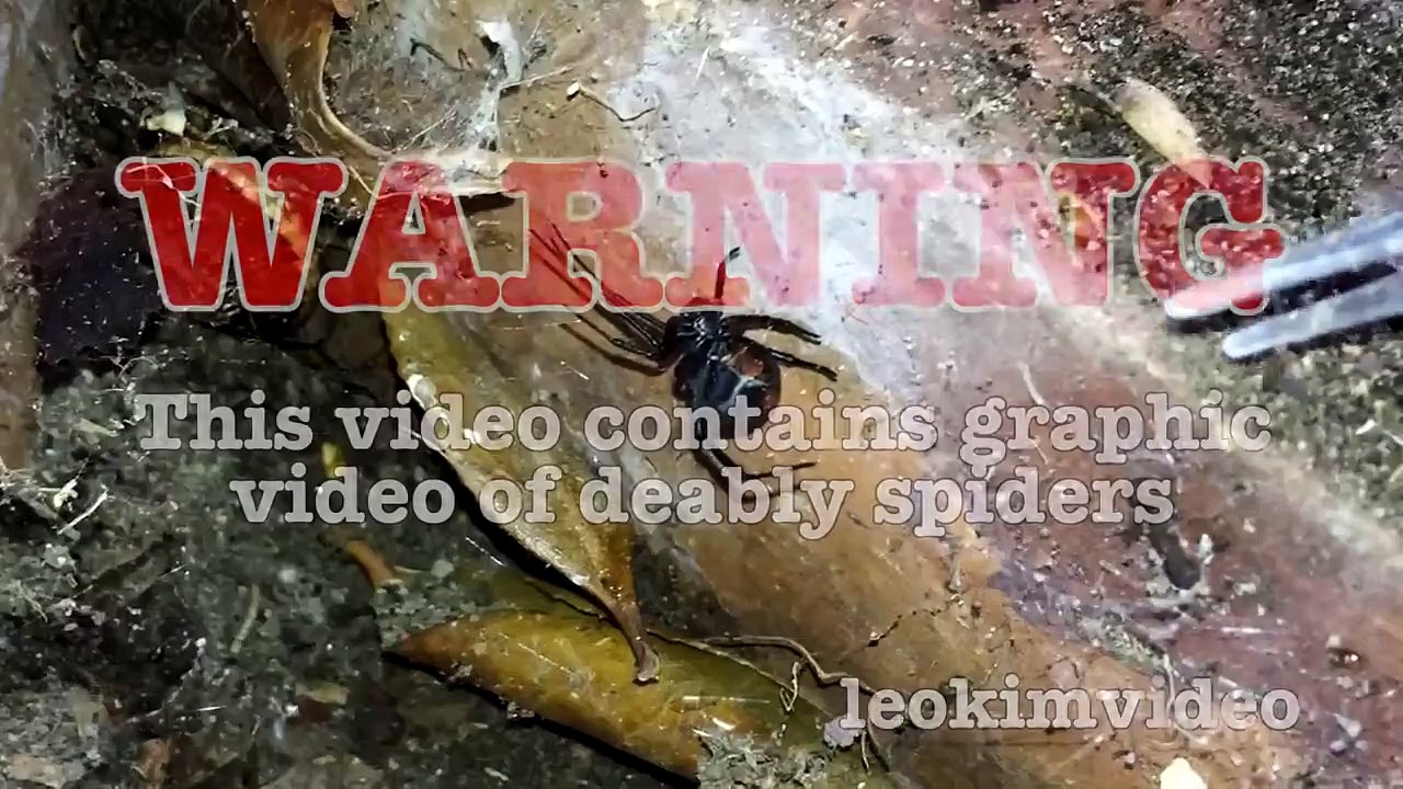 Scary Redback Spider Infestation Found I Need A NUKE-exNxo