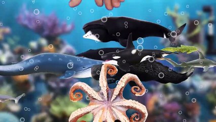 우리집 어항속 고래와 상어잡기2 [꼬꼬스토이] 어린이 만화 영상, 유아교육, 시즌5 45화-au