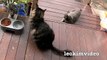 Kitties Fluffy & Bluebell Cats Play Fighting Milkytales Thanks Link-br