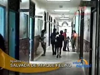 SALVADA DE ATAQUE FELINO - IQUITOS