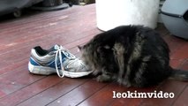 Fluffy Pussy Cat Loves Stinking Shoe  ❤️ -3qIzT