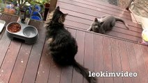 Kitties Fluffy & Bluebell Cats Play Fighting Milkytales Thanks Link-br1