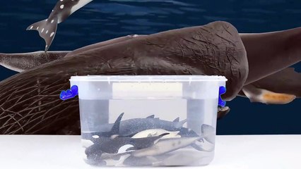 [Ko] Whales in the Toy gift box, Collection (Alive whale toys in my dream) 장난감 고래 선물상자-0F0