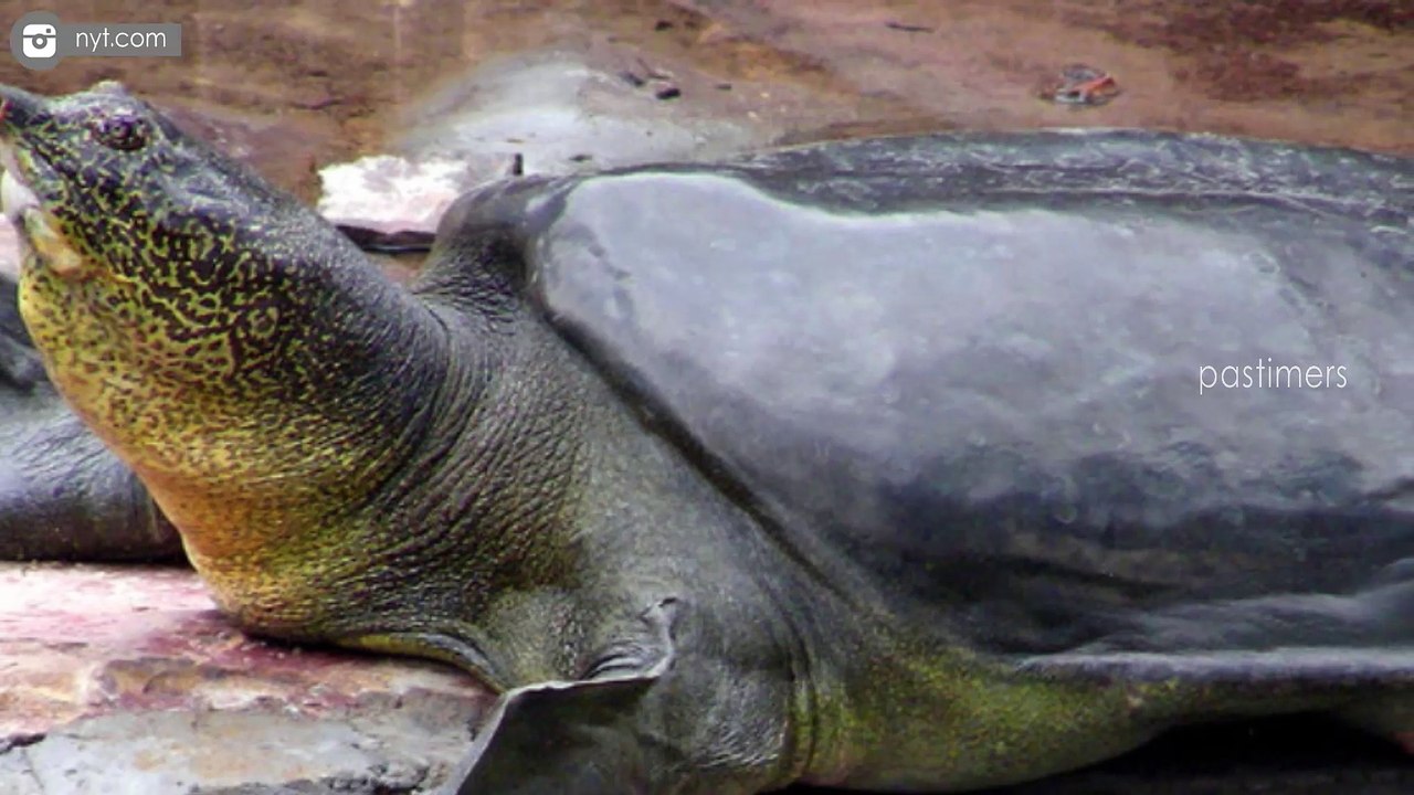 10 Most Endangered Species On Earth 2017