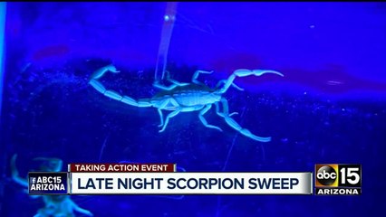 Arizona scorpions: On patrol in one of the Valley's hot zones