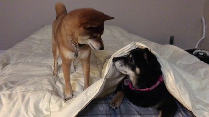 On appelle ça les yeux revolver... Regard qui tue entre 2 chiens