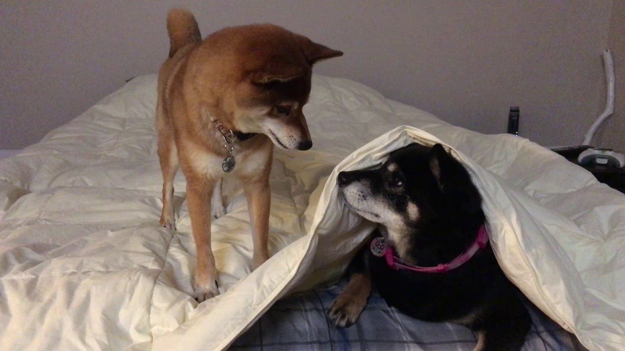 On appelle ça les yeux revolver... Regard qui tue entre 2 chiens