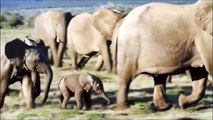 Elephants for Kids - Wild Animals Video for Children - Elephants Play