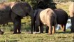 Elephants for Kids - Wild Animals Video for Children - Elephants Playing