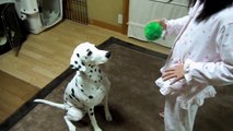 照井浩也の可愛い犬動画です。 (3)