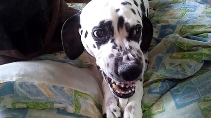 照井浩也の可愛い犬動画です。 (5)