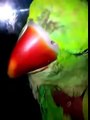 talking parrot in urdu-hindi