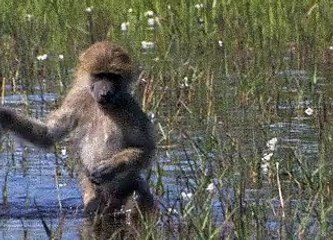 Şehirden köye gelen kız misali yürüyor