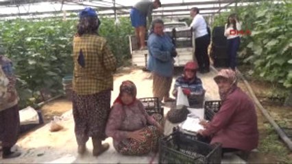 Aydın Internet Üzerinden Salatalık Satışı