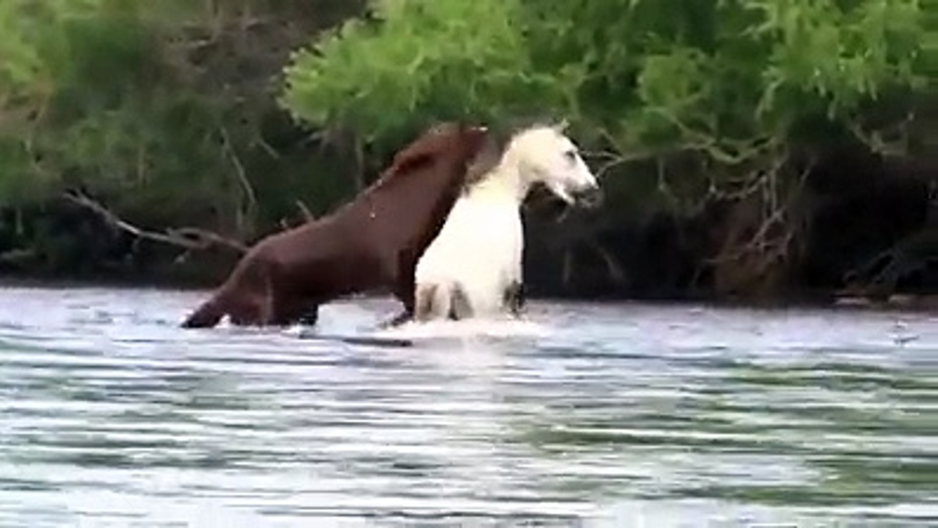 ⁣Horses Fighting In Lake