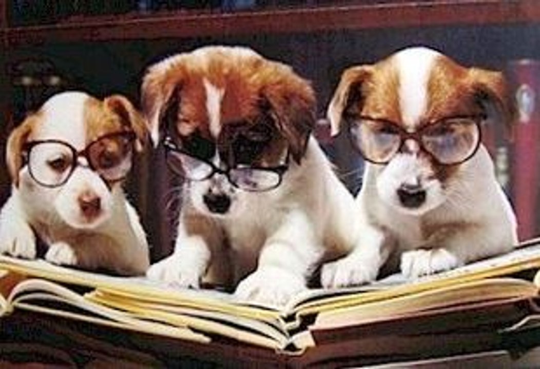 [Biographies animales] "On a pensé l'individu a...