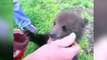 Cute Bear Cubs  Funny Baby Bears Playing [Funny Pets]wewqeqwe
