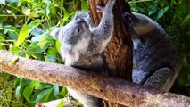 Cute Koalas Playing  Funny Koala Bears [1234123