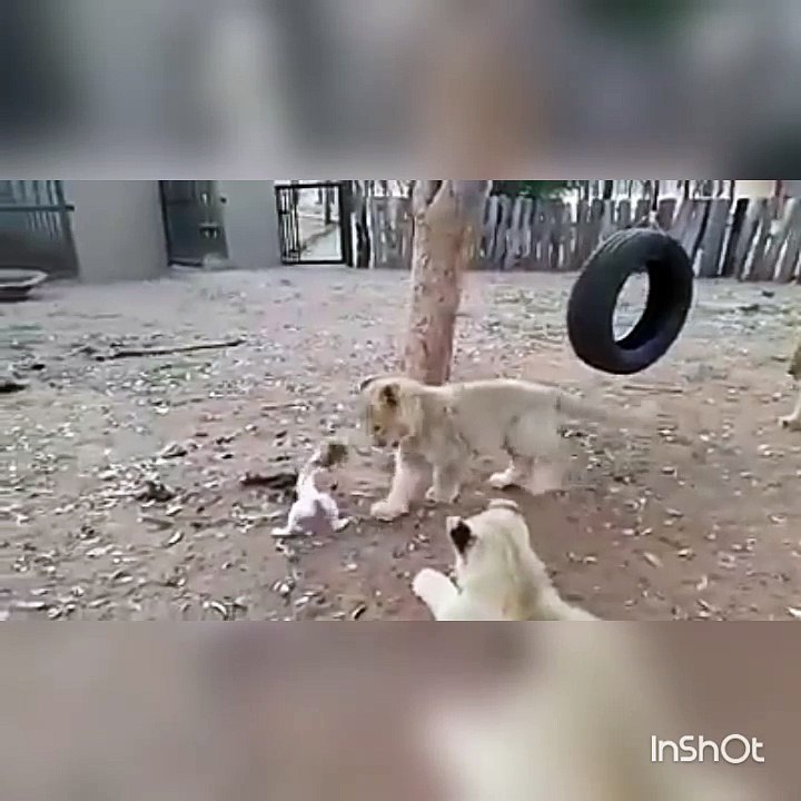 Funny Dog