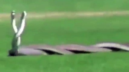 Betejë e ashpër mes gjarpërinjve më vdekjeprurës në botë